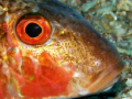   Goat fish taken Cirkewwa Malta. Malta  